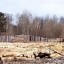 В Тайшетском районе перекрыли канал контрабанды лесоматериалов за рубеж