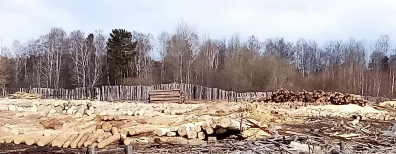 В Тайшетском районе перекрыли канал контрабанды лесоматериалов за рубеж