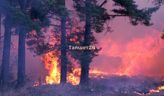 В Тайшетском районе локализовали несколько лесных пожаров на площади 800 га