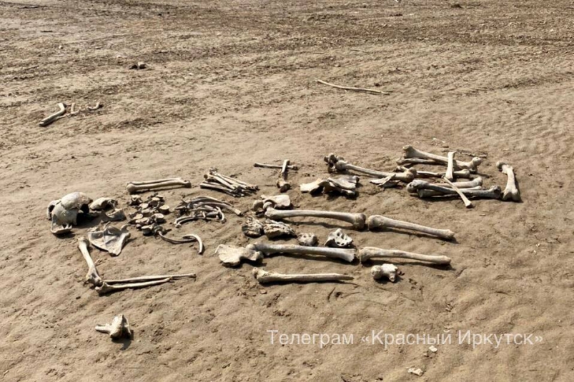 Полиция проверяет сообщение о найденных человеческих костях на Байкальском тракте