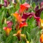 Лилии и каллы вырастит иркутский «Горзеленхоз» к 1 сентября