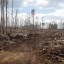 Экс-минстра лесного комплекса Приангарья Сергея Шеверду приговорили к 6,5 годам колонии за вырубку в заказнике «Туколонь» в Казачинско-Ленском районе
