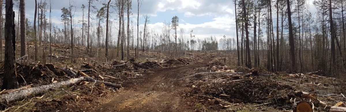Экс-минстра лесного комплекса Приангарья Сергея Шеверду приговорили к 6,5 годам колонии за вырубку в заказнике «Туколонь» в Казачинско-Ленском районе
