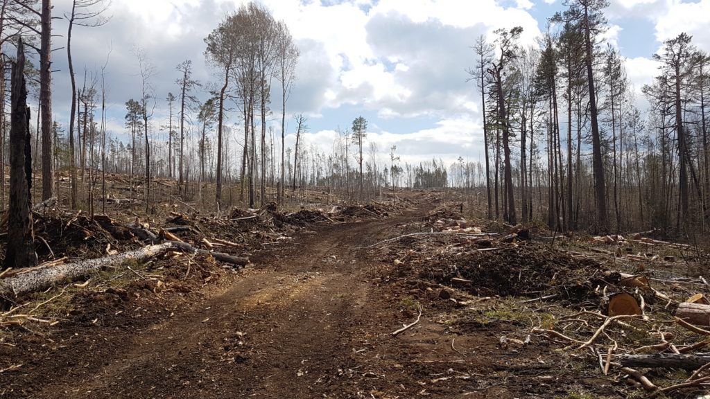 Экс-министра лесного комплекса Приангарья Сергея Шеверду приговорили к 6,5 годам колонии за вырубку в заказнике «Туколонь» в Казачинско-Ленском районе