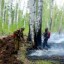 За минувшие сутки в лесном фонде в Иркутской области ликвидировано 16 пожаров