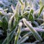 Заморозки до -2 градусов ожидаются на северо-востоке Приангарья