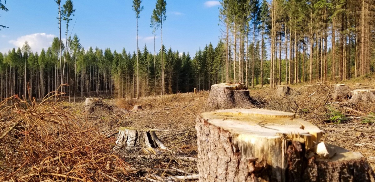 Более 330 млн рублей должна выплатить в бюджет РФ компания, вырубавшая нерестоохранные защитные леса на побережье Братского водохранилища