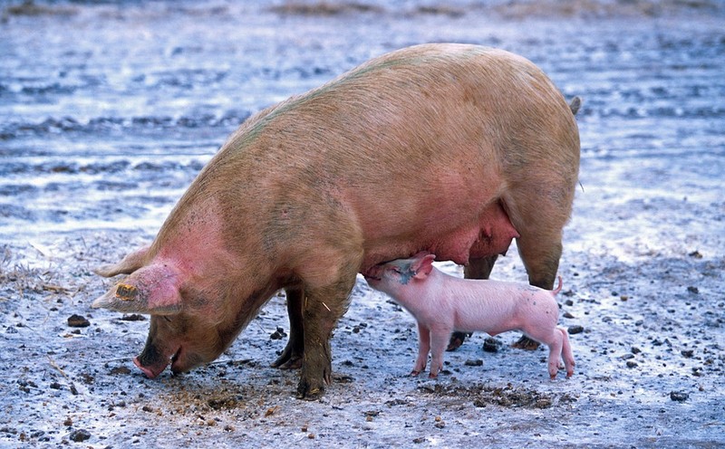 Африканская чума свиней: опасность рядом