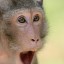 Специалисты раскрыли предположительную причину происхождения оспы обезьян