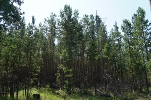 В Иркутской области очистят от валежника леса, прилегающие к населенным пунктам