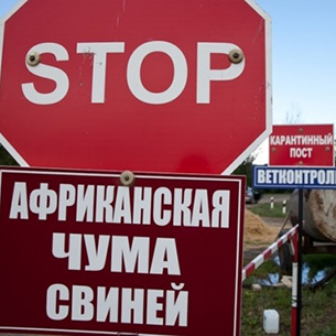 В Прибайкалье ввели усиленные меры безопасности из-за вспышки АЧС в Красноярском крае
