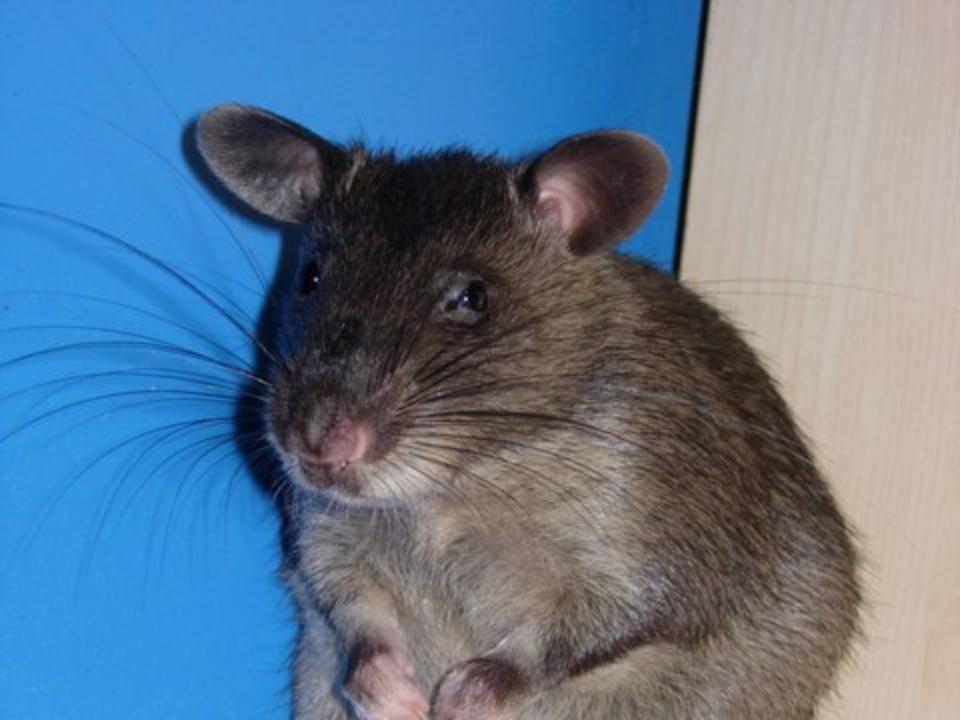 Гамбийская хомяковая крыса-невеста поселилась в Иркутской зоогалерее