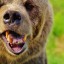 Пенсионер отбился ножом от напавшего медведя в Иркутской области