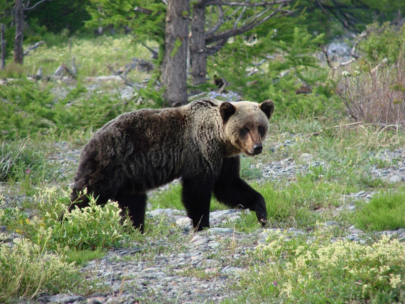 Медведь выходил к людям на участке ББТ между Листвянкой и Большими Котами