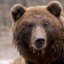 Медведь вышел к людям на Большой Байкальской тропе