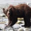 Выживший в схватке с медведем сибиряк рассказал подробности случившегося