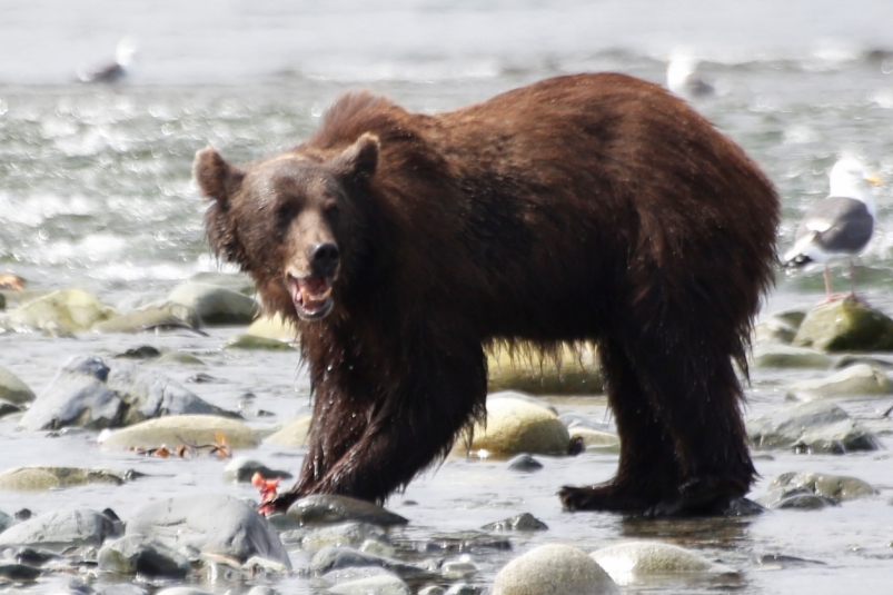 Выживший в схватке с медведем сибиряк рассказал подробности случившегося