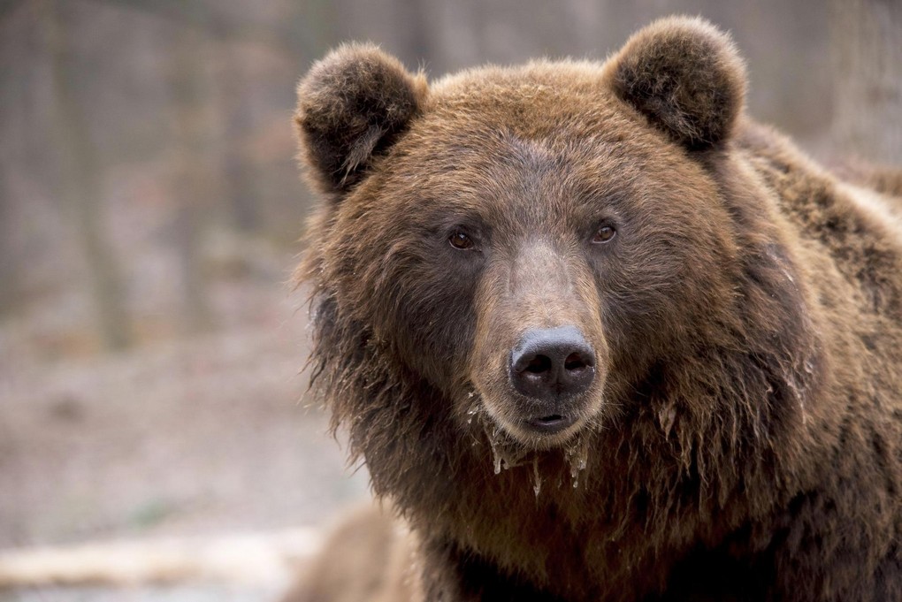 В Иркутской области пенсионер ножом отбился от медведя в лесу