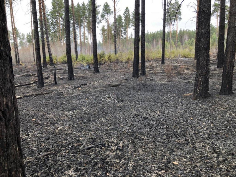 МЧС возбудило 40 уголовных дел с начала пожароопасного периода в лесах