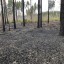 МЧС возбудило 40 уголовных дел с начала пожароопасного периода в лесах