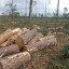 Филиал лесхоза в Приангарье задолжал сотрудникам 3,8 млн рублей