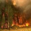 В России перестали тушить лесные пожары на площади более 46 тысяч гектаров