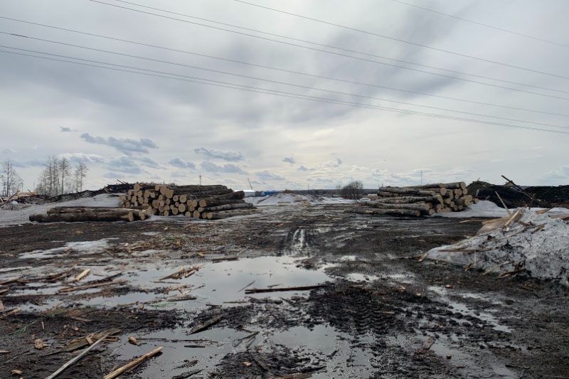В Приангарье организаторы ОПГ пойдут под суд за контрабанду древесины на 60 млн рублей