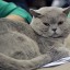 Бригада ИЭСК сняла кота с опоры ЛЭП в Иркутском районе
