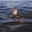 38-летний мужчина утонул в карьере в Иркутском районе