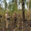 Высокую и чрезвычайную пожароопасность лесов прогнозируют в Иркутской области 5 июля