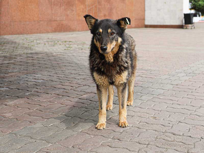 Мониторинг численности бездомных животных завершат в Приангарье в июле