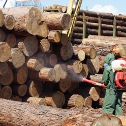 2,6 млн кубометров древесины экспортировали из Иркутской области с начала года