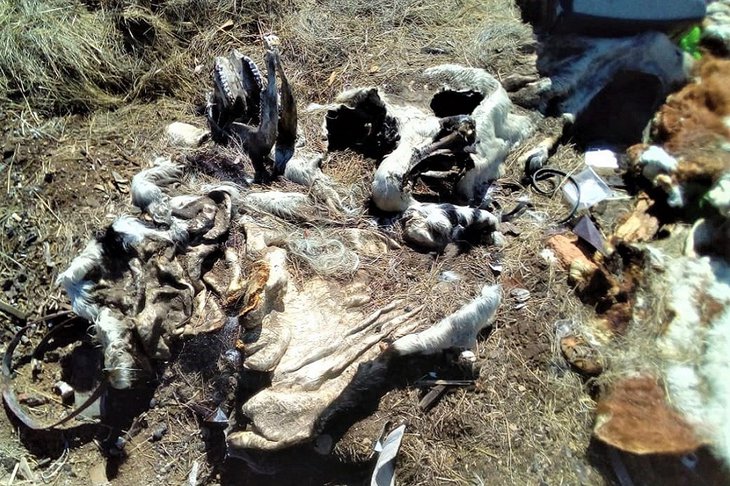 На Ольхоне обнаружили несанкционированную свалку с останками животных