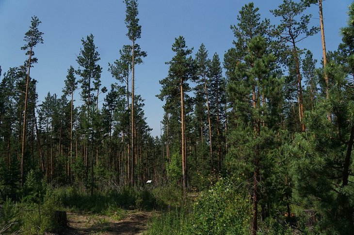 В Иркутской области действует три лесных пожара на площади 53 гектара