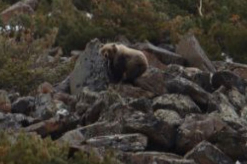 Сбежавшего из питомника медведя продолжают искать в Иркутске