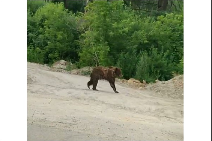 В Иркутске продолжают искать медведя, сбежавшего из питомника «К-9» 8 июля