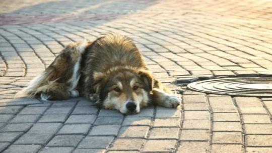 В Иркутске ощенилась еще одна «мертвая» собака. На этот раз кобель