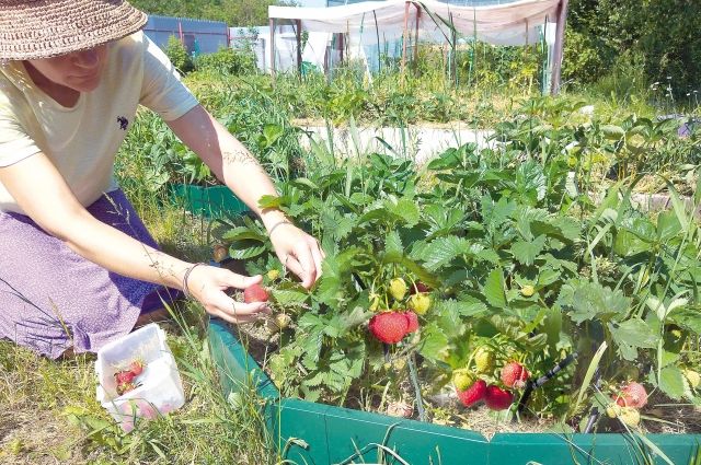 Каждый седьмой житель Иркутской области – садовод