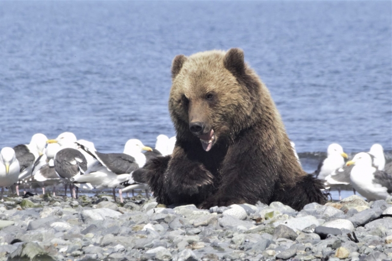 У медведей на Байкале начались свадебные игрища