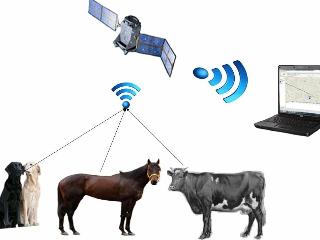 В Братском районе коровам стали надевать GPS-навигаторы