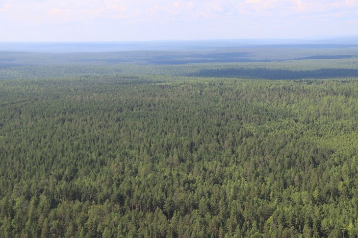 На утро 25 июля в лесах Иркутской области нет действующих пожаров