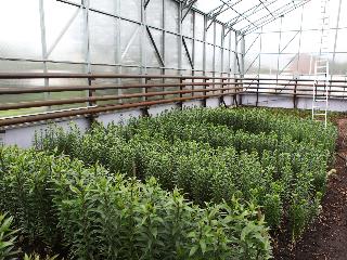 Около 30 тысяч лилий вырастили в иркутском "Горзеленхозе"
