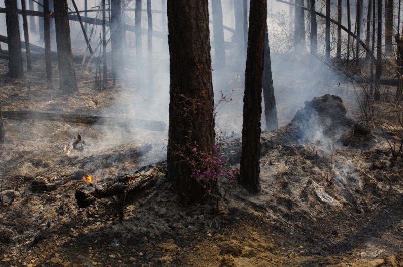 Высокая пожароопасность лесов прогнозируется в начале августа в Иркутской области