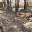 В Нижнеудинске осудили мужчину, устроившего пожар в лесу во время ОПР