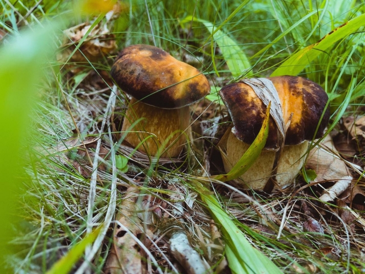 В Иркутской области разыскали пропавшего в тайге сборщика грибов