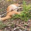 Самца сибирской косули убили в Прибайкальском нацпарке