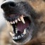 В Чуне бойцовская собака покусала девочку, хозяин заплатит 60 тысяч рублей пострадавшей