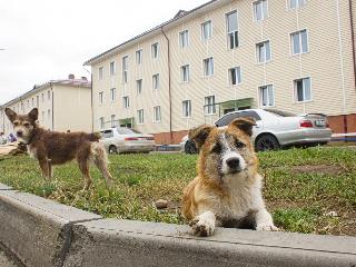 Губернатор Иркутской области поручил разработать требования к содержанию домашних животных