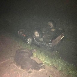 Выбежавший на дорогу медведь стал причиной смертельного ДТП в Нижнеилимском районе