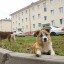 Дополнительные требования к содержанию домашних животных разработают в Иркутской области